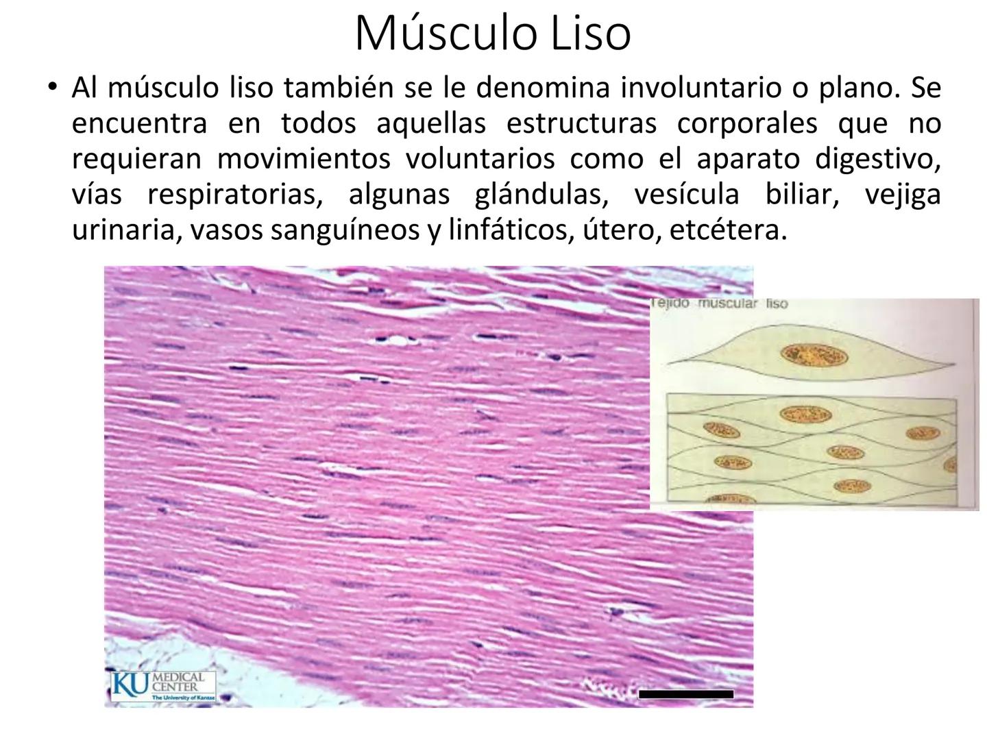 UNIDAD I
Organización del cuerpo humano y nivel
tisular
Organización del cuerpo humano. Tejidos:
clasificación y funciones.
Tejido epitelial