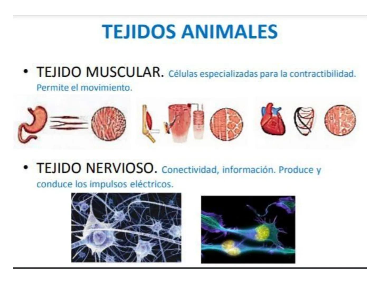 UNIDAD I
Organización del cuerpo humano y nivel
tisular
Organización del cuerpo humano. Tejidos:
clasificación y funciones.
Tejido epitelial