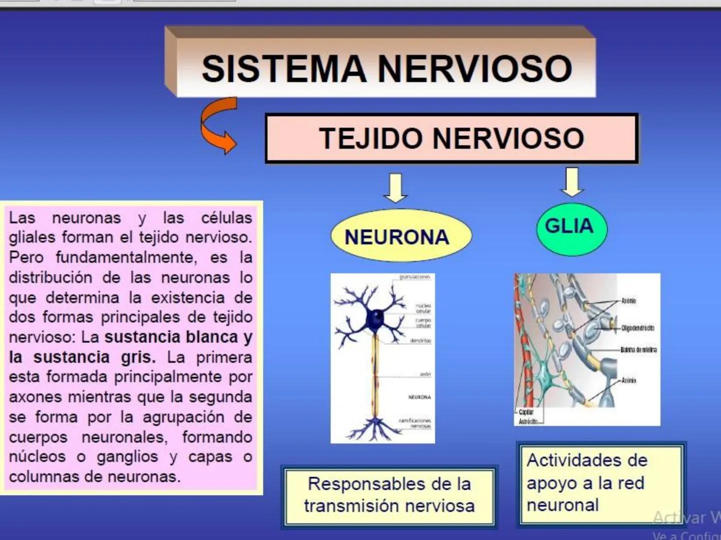 UNIDAD I
Organización del cuerpo humano y nivel
tisular
Organización del cuerpo humano. Tejidos:
clasificación y funciones.
Tejido epitelial