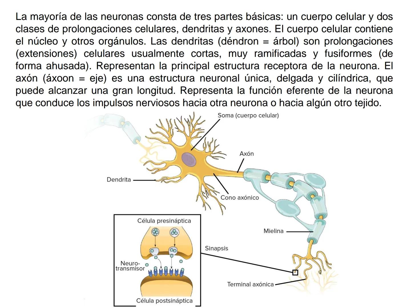 UNIDAD I
Organización del cuerpo humano y nivel
tisular
Organización del cuerpo humano. Tejidos:
clasificación y funciones.
Tejido epitelial
