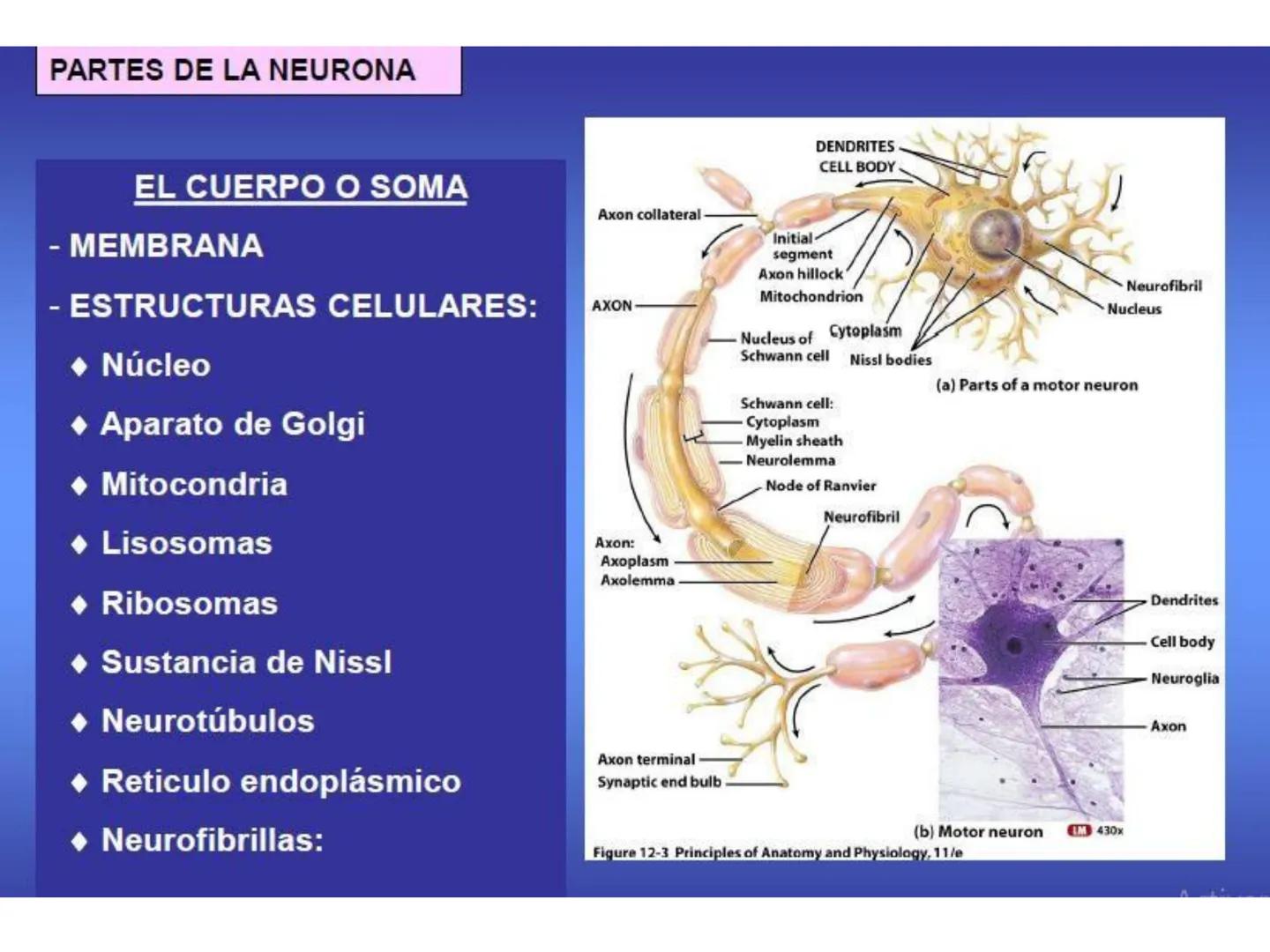 UNIDAD I
Organización del cuerpo humano y nivel
tisular
Organización del cuerpo humano. Tejidos:
clasificación y funciones.
Tejido epitelial