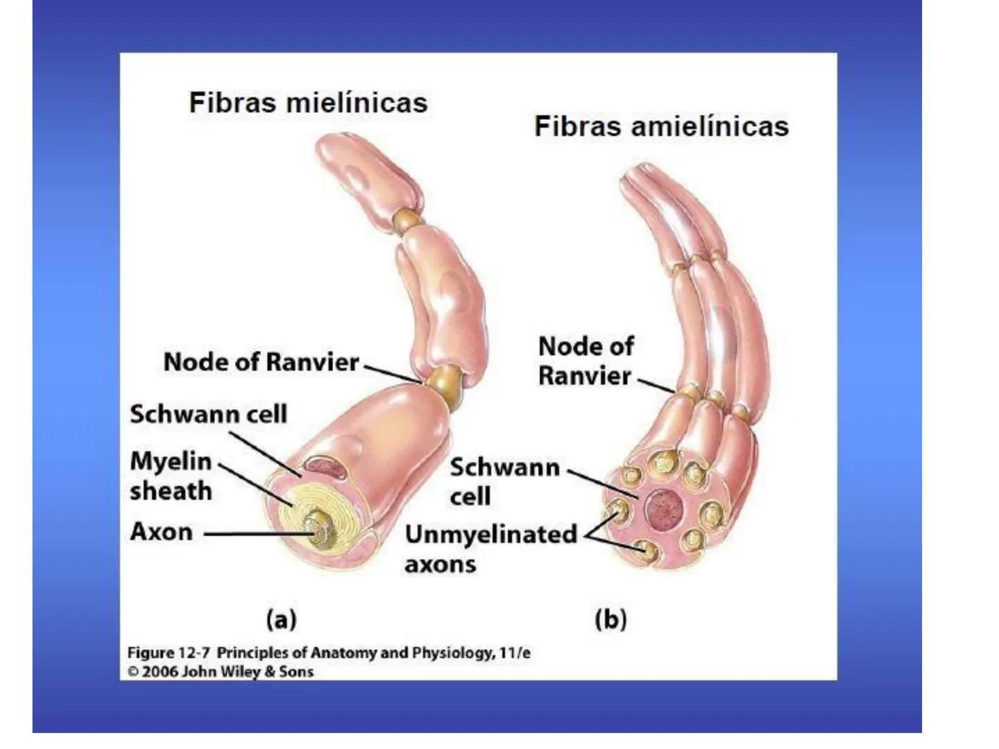 UNIDAD I
Organización del cuerpo humano y nivel
tisular
Organización del cuerpo humano. Tejidos:
clasificación y funciones.
Tejido epitelial