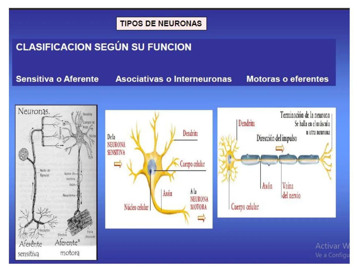 UNIDAD I
Organización del cuerpo humano y nivel
tisular
Organización del cuerpo humano. Tejidos:
clasificación y funciones.
Tejido epitelial