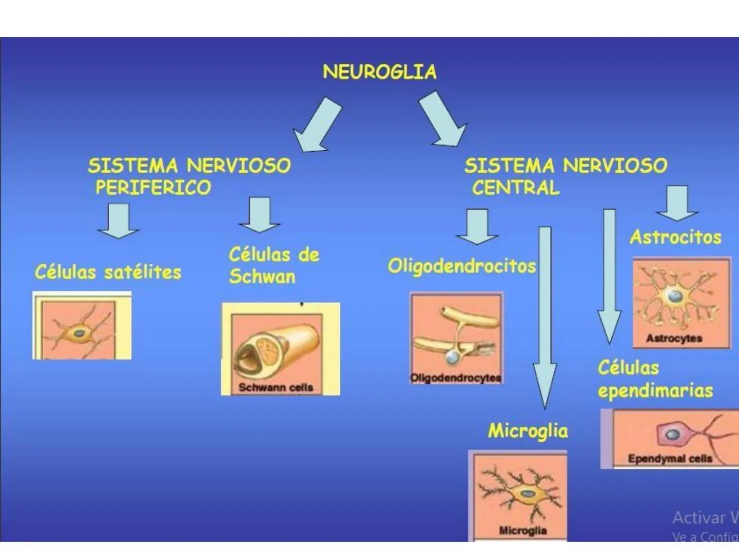 UNIDAD I
Organización del cuerpo humano y nivel
tisular
Organización del cuerpo humano. Tejidos:
clasificación y funciones.
Tejido epitelial