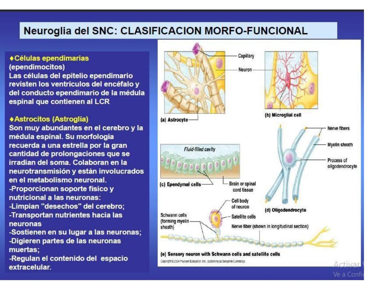 UNIDAD I
Organización del cuerpo humano y nivel
tisular
Organización del cuerpo humano. Tejidos:
clasificación y funciones.
Tejido epitelial