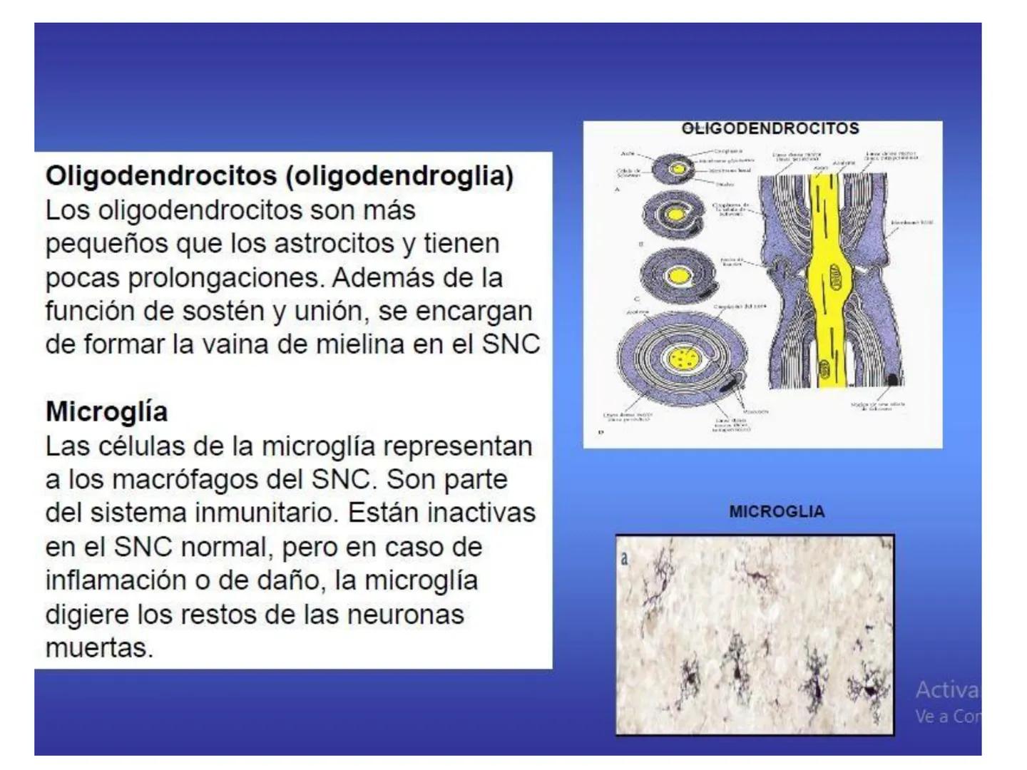 UNIDAD I
Organización del cuerpo humano y nivel
tisular
Organización del cuerpo humano. Tejidos:
clasificación y funciones.
Tejido epitelial