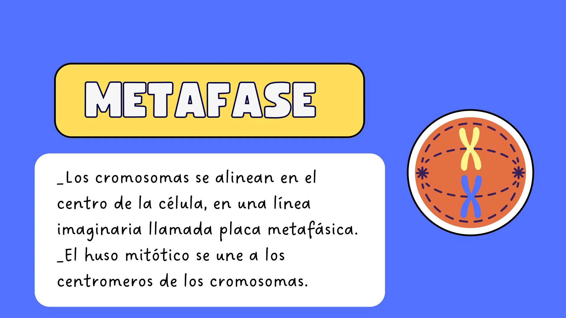 # MITOSIS ¿Qué es la mitosis?
LA MITOSIS ES UN TIPO DE DIVISIÓN CELULAR QUE OCURRE EN LAS CÉLULAS DEL
CUERPO CON EL OBJETIVO DE PERMITIR EL