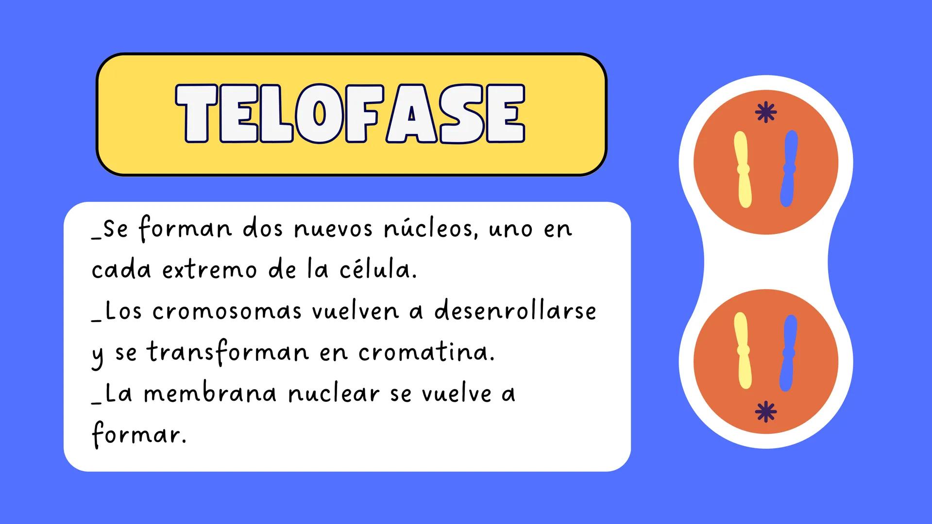 # MITOSIS ¿Qué es la mitosis?
LA MITOSIS ES UN TIPO DE DIVISIÓN CELULAR QUE OCURRE EN LAS CÉLULAS DEL
CUERPO CON EL OBJETIVO DE PERMITIR EL