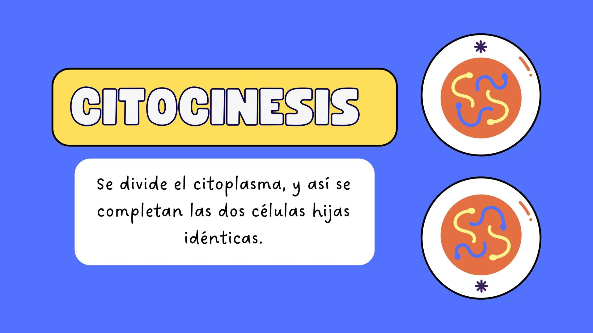 # MITOSIS ¿Qué es la mitosis?
LA MITOSIS ES UN TIPO DE DIVISIÓN CELULAR QUE OCURRE EN LAS CÉLULAS DEL
CUERPO CON EL OBJETIVO DE PERMITIR EL