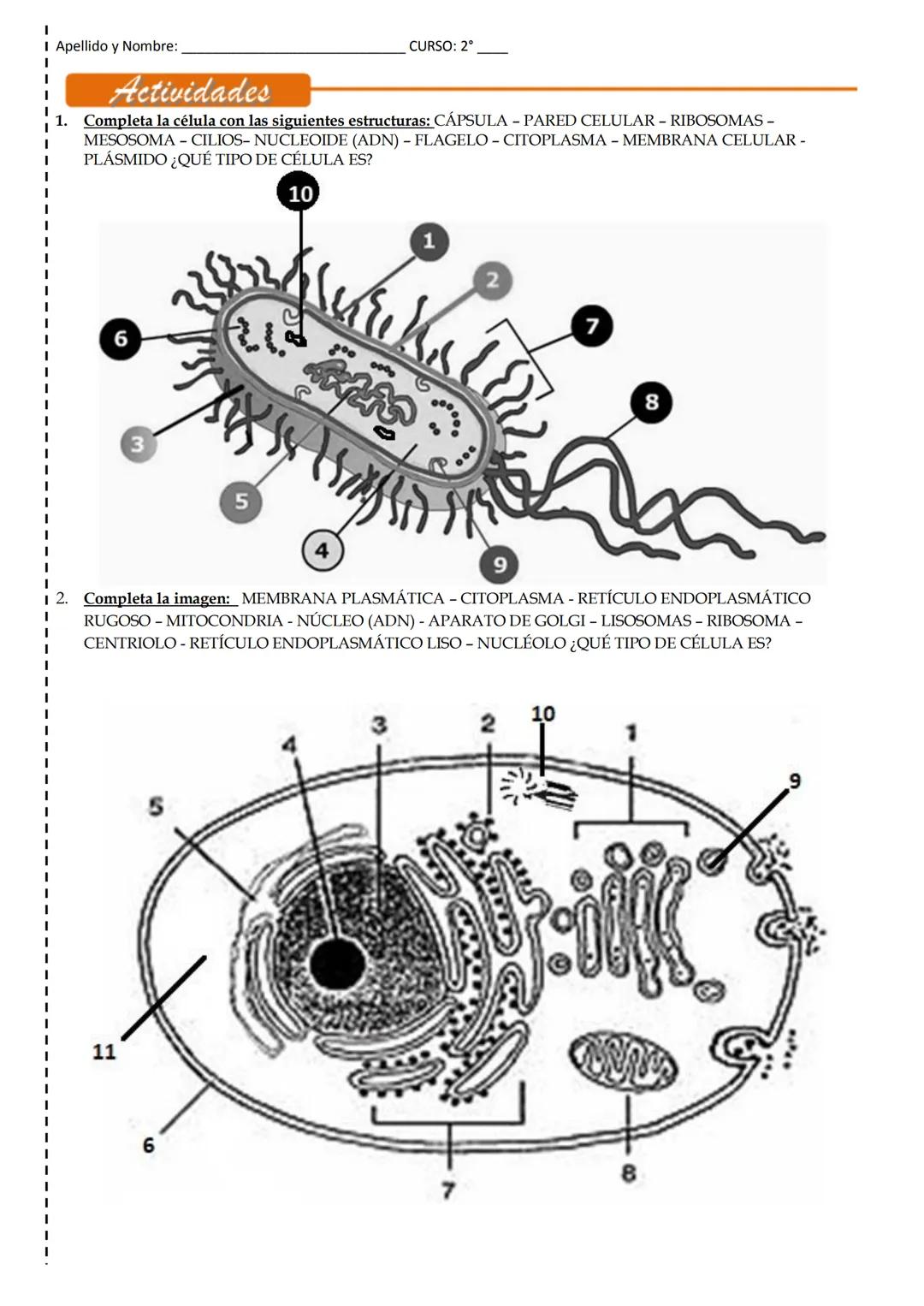 Unidad 4: La Célula. Origen, estructura y función
La Célula
Una célula es la unidad morfológica y funcional de todo ser vivo. De hecho, la c