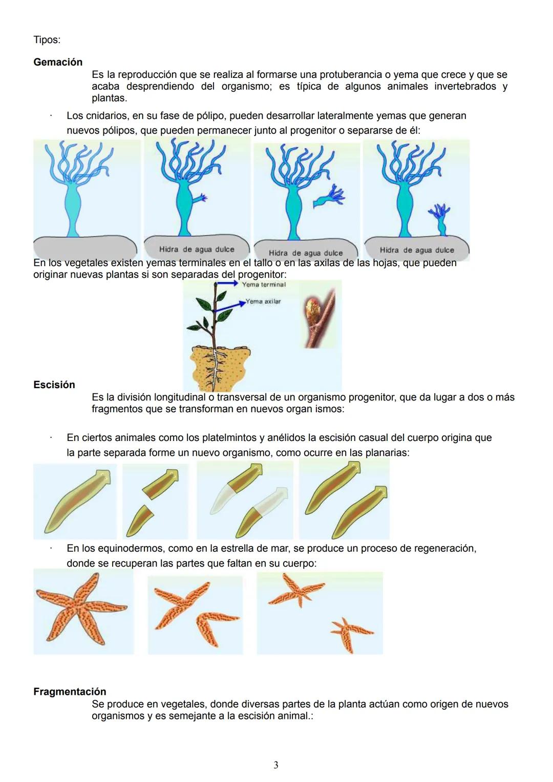 La función reproducción
La reproducción es una de las funciones esenciales de los seres vivos, que asegura la supervivencia de
las especies