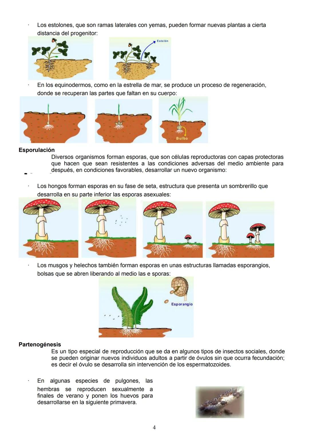 La función reproducción
La reproducción es una de las funciones esenciales de los seres vivos, que asegura la supervivencia de
las especies