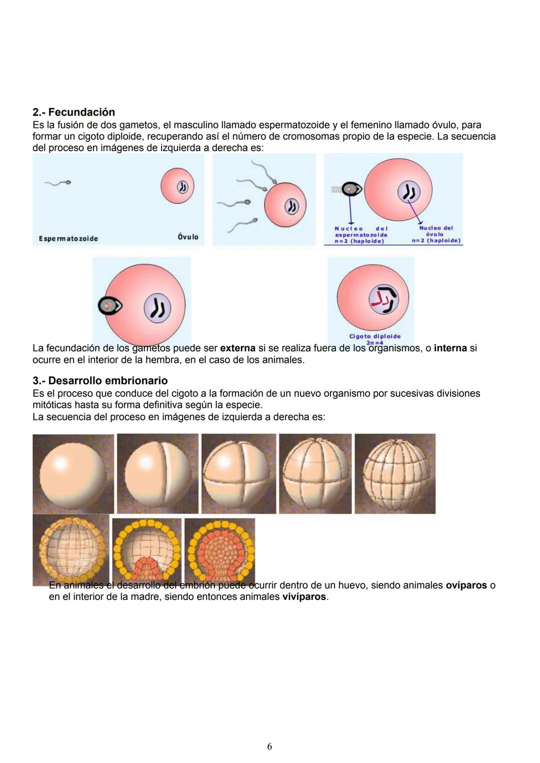 La función reproducción
La reproducción es una de las funciones esenciales de los seres vivos, que asegura la supervivencia de
las especies