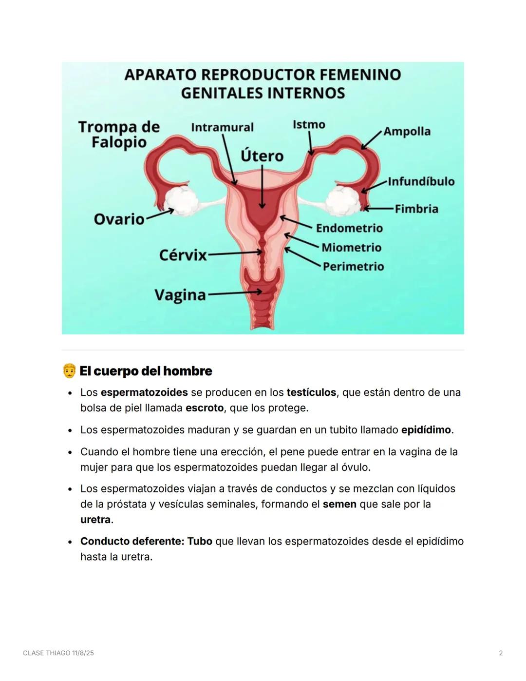 CLASE THIAGO 11/8/25
🌱 La reproducción sexual y el cuerpo humano
Los seres humanos tienen dos tipos de cuerpos para reproducirse: el cuer