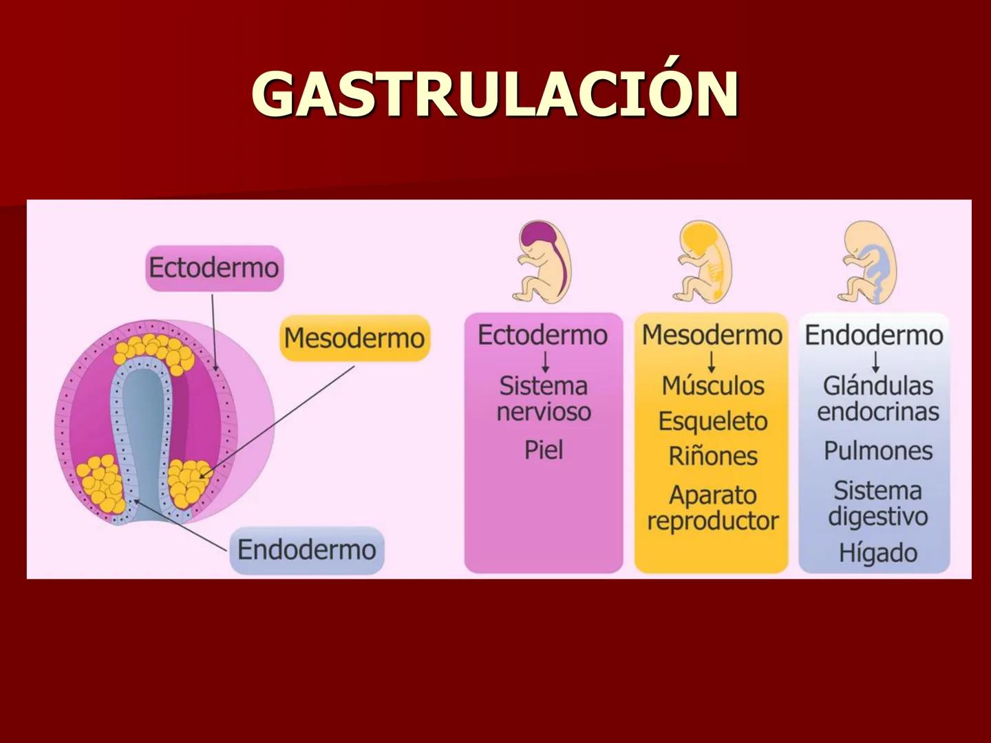 # Desarrollo embrionario
BIOLOG
3° A
ÑO DESARROLLO EMBRIONARIO
- EL DESARROLLO EMBRIONARIO
COMIENZA CON LA CÉLULA HUEVO O
CIGOTO Y TRANSC
