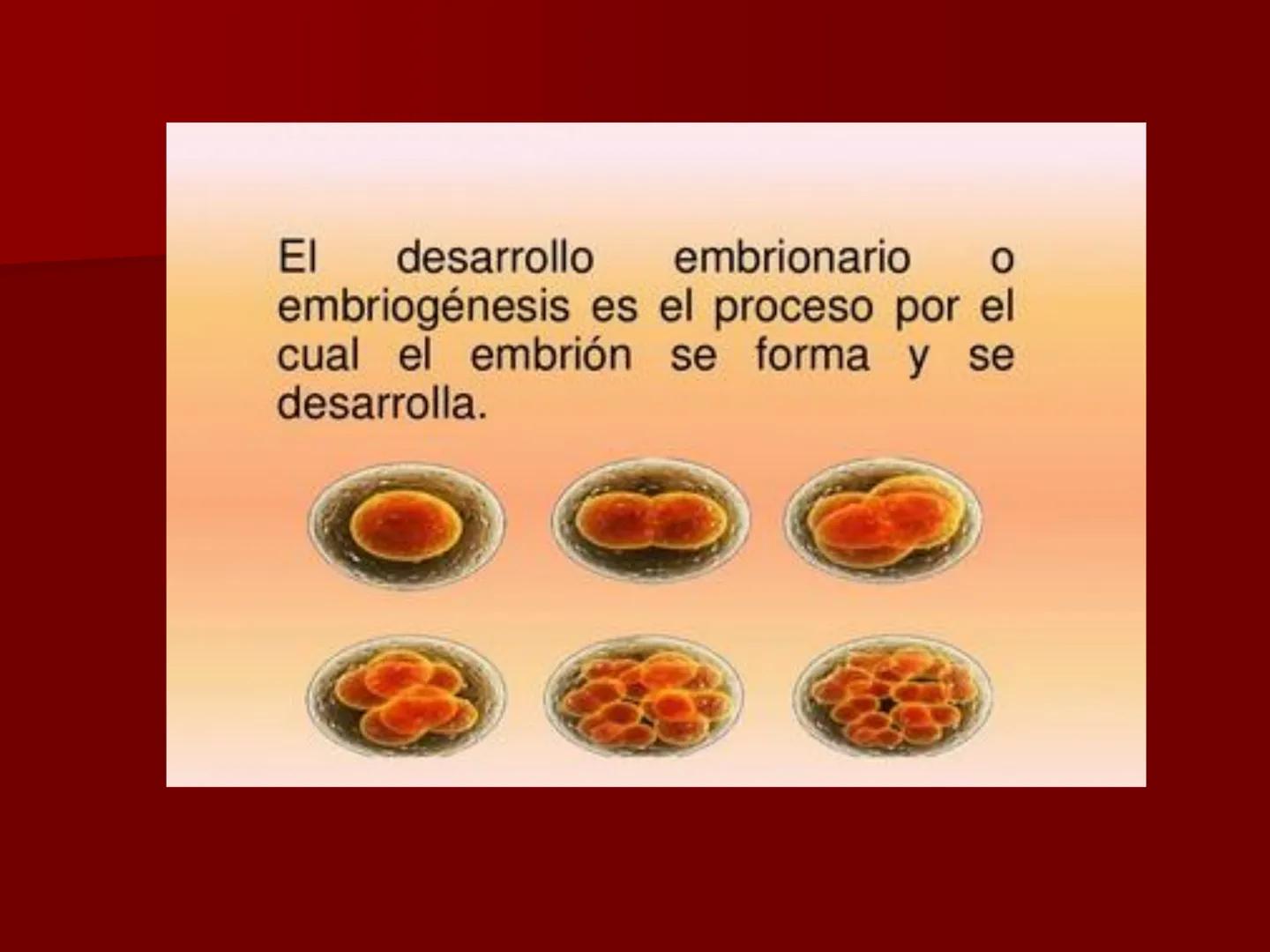 # Desarrollo embrionario
BIOLOG
3° A
ÑO DESARROLLO EMBRIONARIO
- EL DESARROLLO EMBRIONARIO
COMIENZA CON LA CÉLULA HUEVO O
CIGOTO Y TRANSC