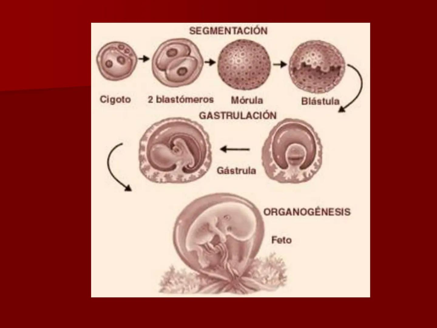 # Desarrollo embrionario
BIOLOG
3° A
ÑO DESARROLLO EMBRIONARIO
- EL DESARROLLO EMBRIONARIO
COMIENZA CON LA CÉLULA HUEVO O
CIGOTO Y TRANSC