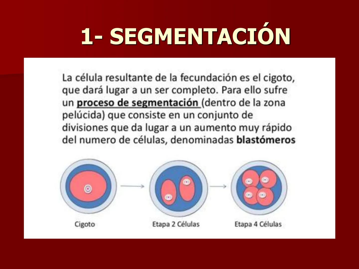 # Desarrollo embrionario
BIOLOG
3° A
ÑO DESARROLLO EMBRIONARIO
- EL DESARROLLO EMBRIONARIO
COMIENZA CON LA CÉLULA HUEVO O
CIGOTO Y TRANSC