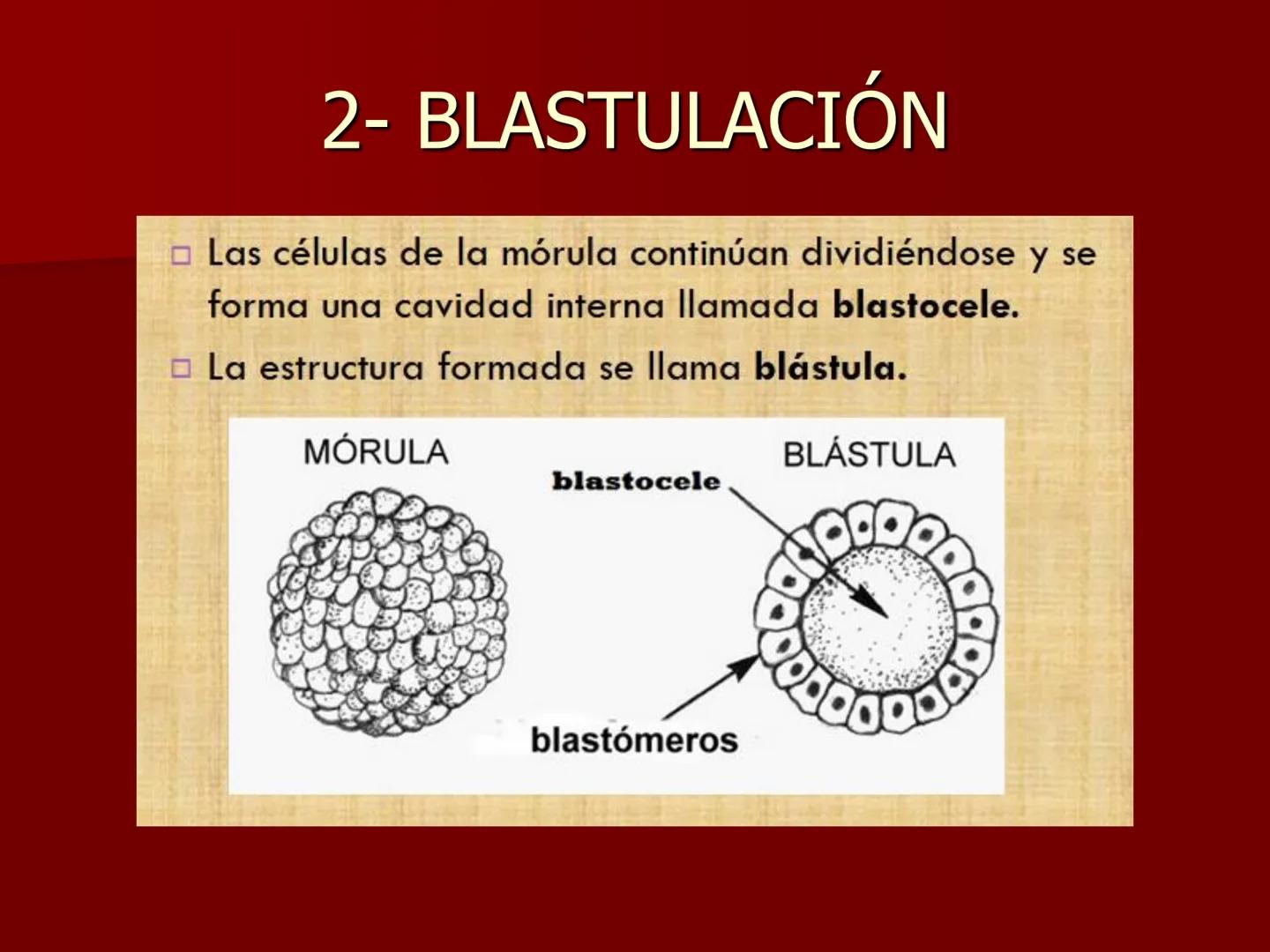 # Desarrollo embrionario
BIOLOG
3° A
ÑO DESARROLLO EMBRIONARIO
- EL DESARROLLO EMBRIONARIO
COMIENZA CON LA CÉLULA HUEVO O
CIGOTO Y TRANSC