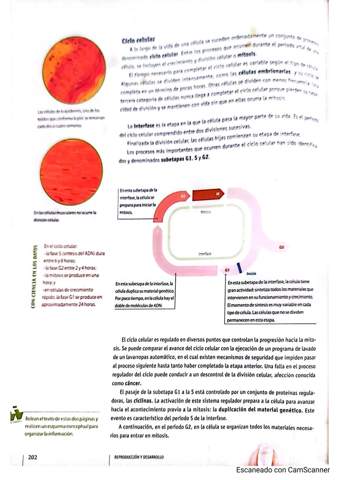 Cromande
Centromery
Cromatida
Cromosoma duplicado
Condensación de cromosomas: a medida
que aumenta el grado de plegamiento, la
cromatina se