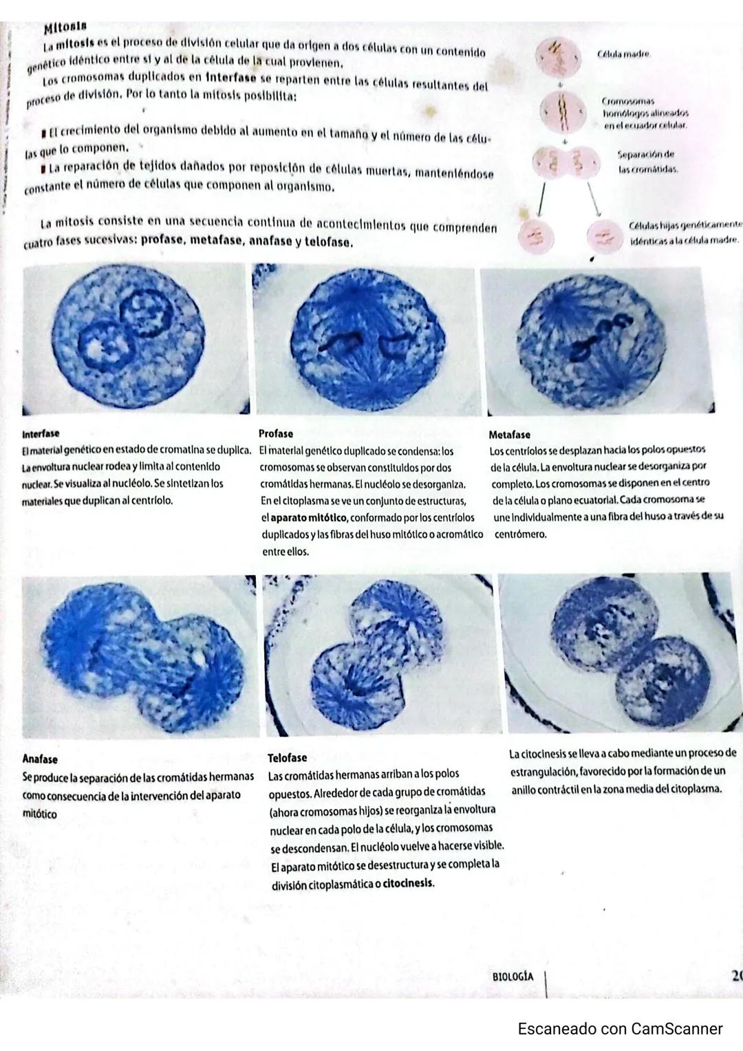Cromande
Centromery
Cromatida
Cromosoma duplicado
Condensación de cromosomas: a medida
que aumenta el grado de plegamiento, la
cromatina se
