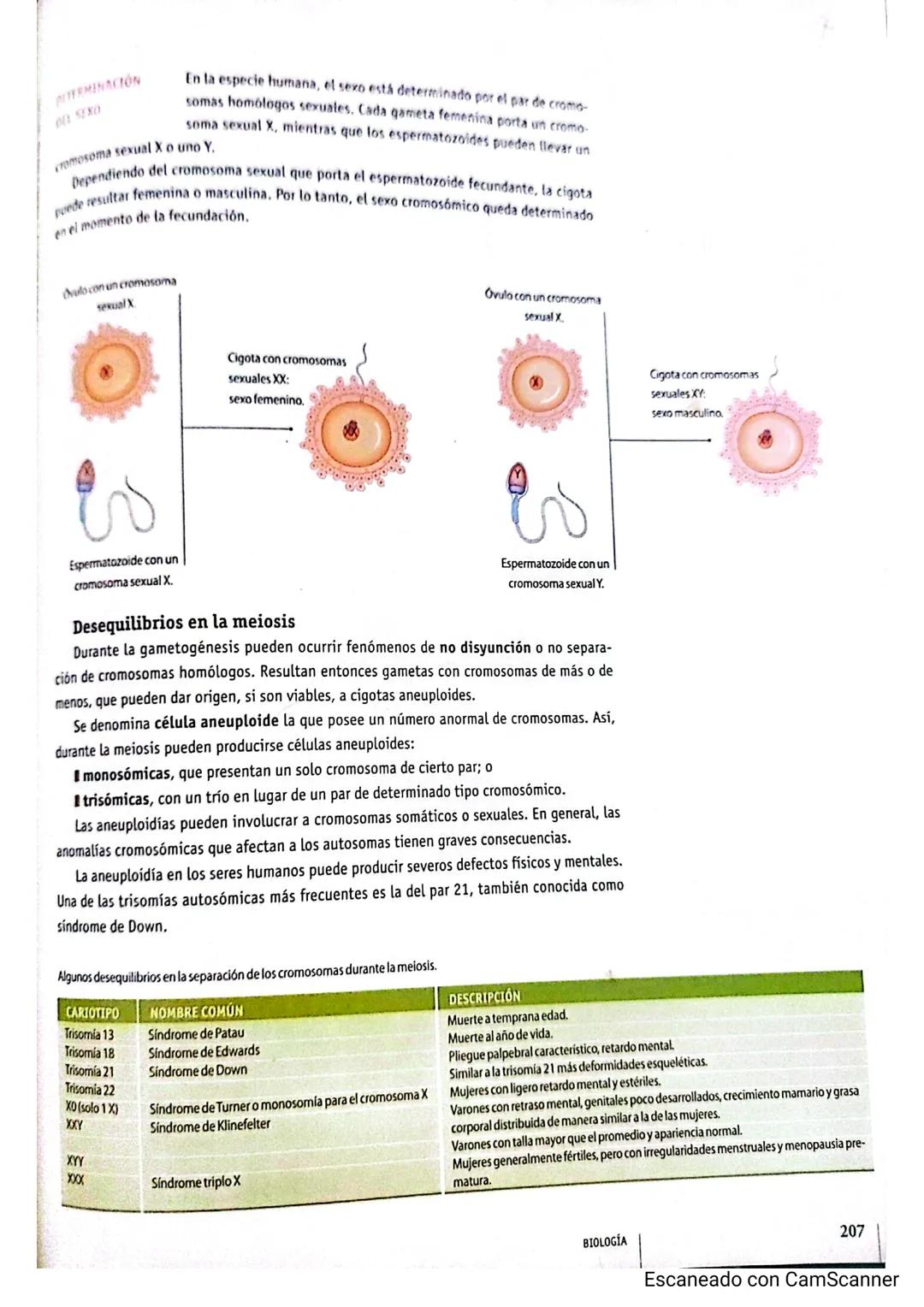 Cromande
Centromery
Cromatida
Cromosoma duplicado
Condensación de cromosomas: a medida
que aumenta el grado de plegamiento, la
cromatina se