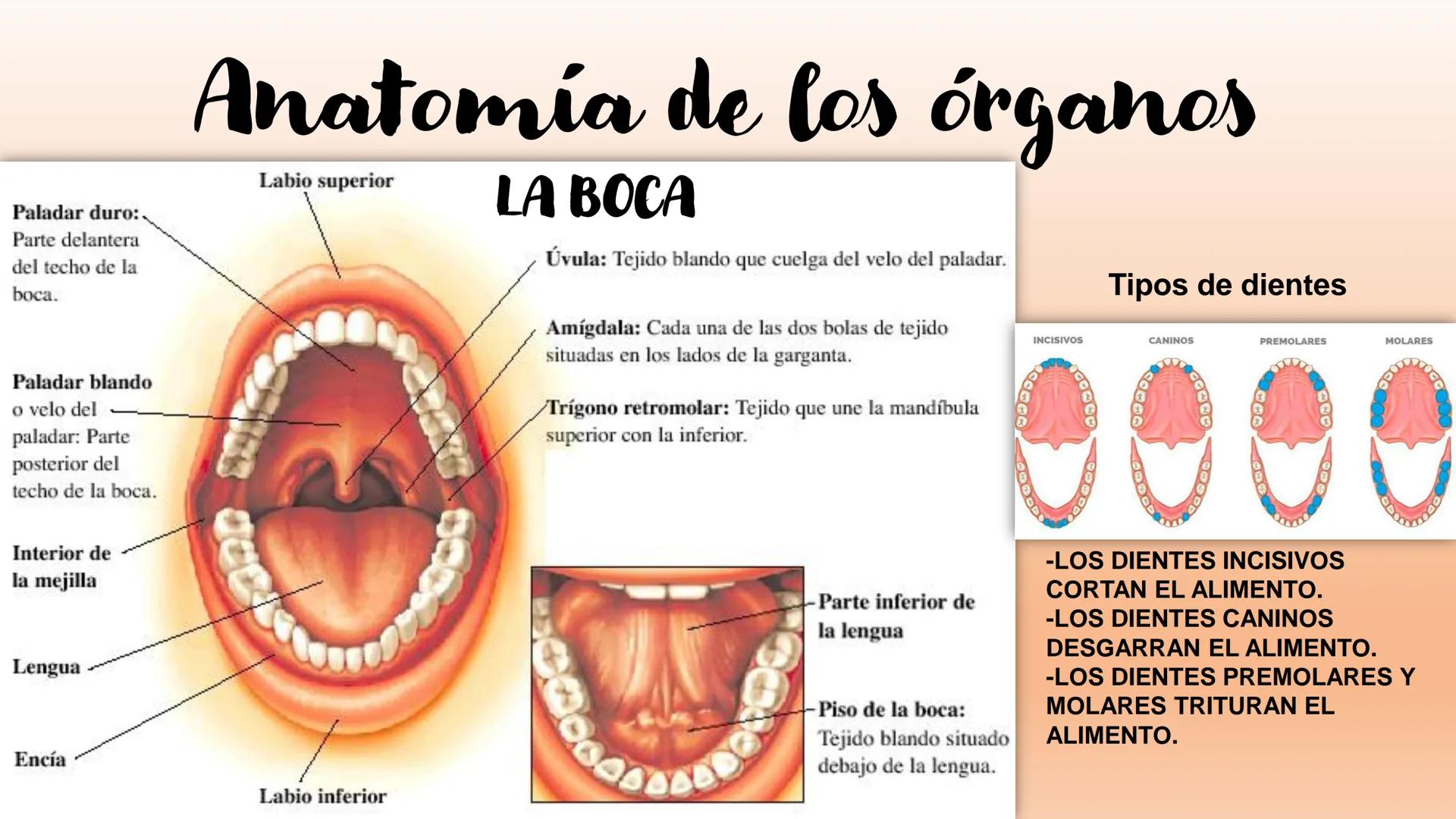 # Sistema Digestivo Los alimentos
Alimento es todo aquel producto que comemos o bebemos y que aporta nutrientes a nuestras células. Ejemplos