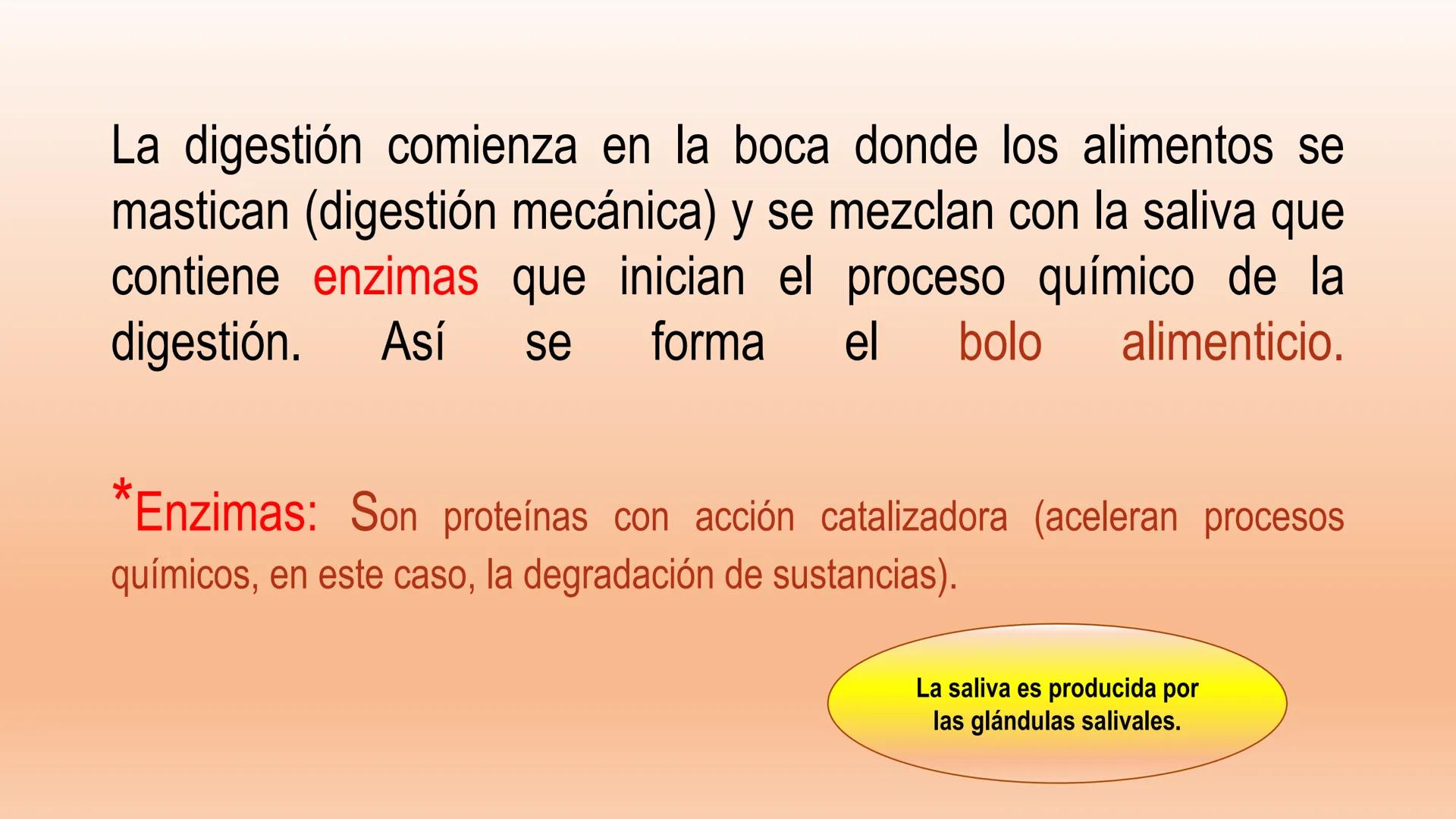 # Sistema Digestivo Los alimentos
Alimento es todo aquel producto que comemos o bebemos y que aporta nutrientes a nuestras células. Ejemplos