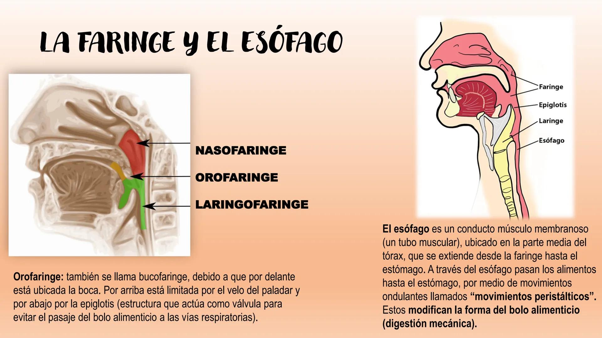 # Sistema Digestivo Los alimentos
Alimento es todo aquel producto que comemos o bebemos y que aporta nutrientes a nuestras células. Ejemplos