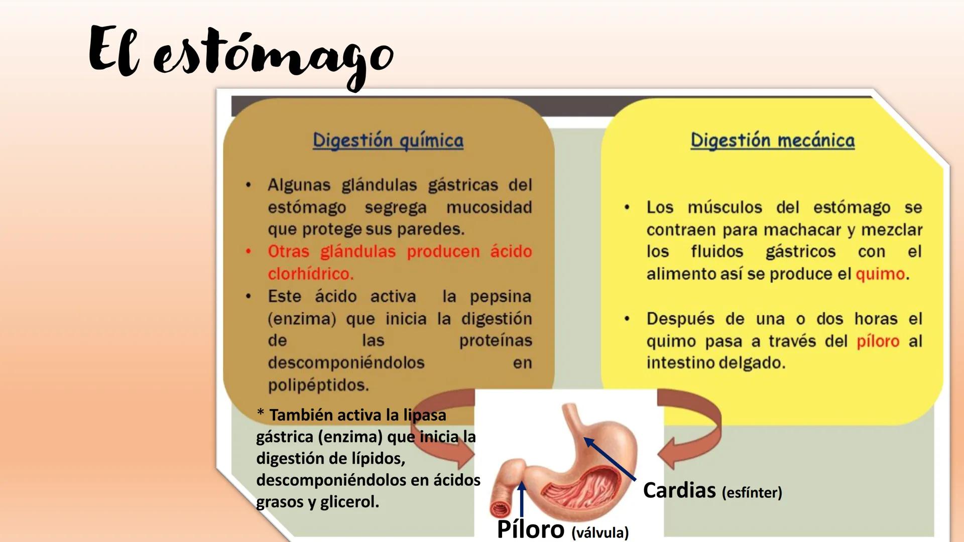 # Sistema Digestivo Los alimentos
Alimento es todo aquel producto que comemos o bebemos y que aporta nutrientes a nuestras células. Ejemplos