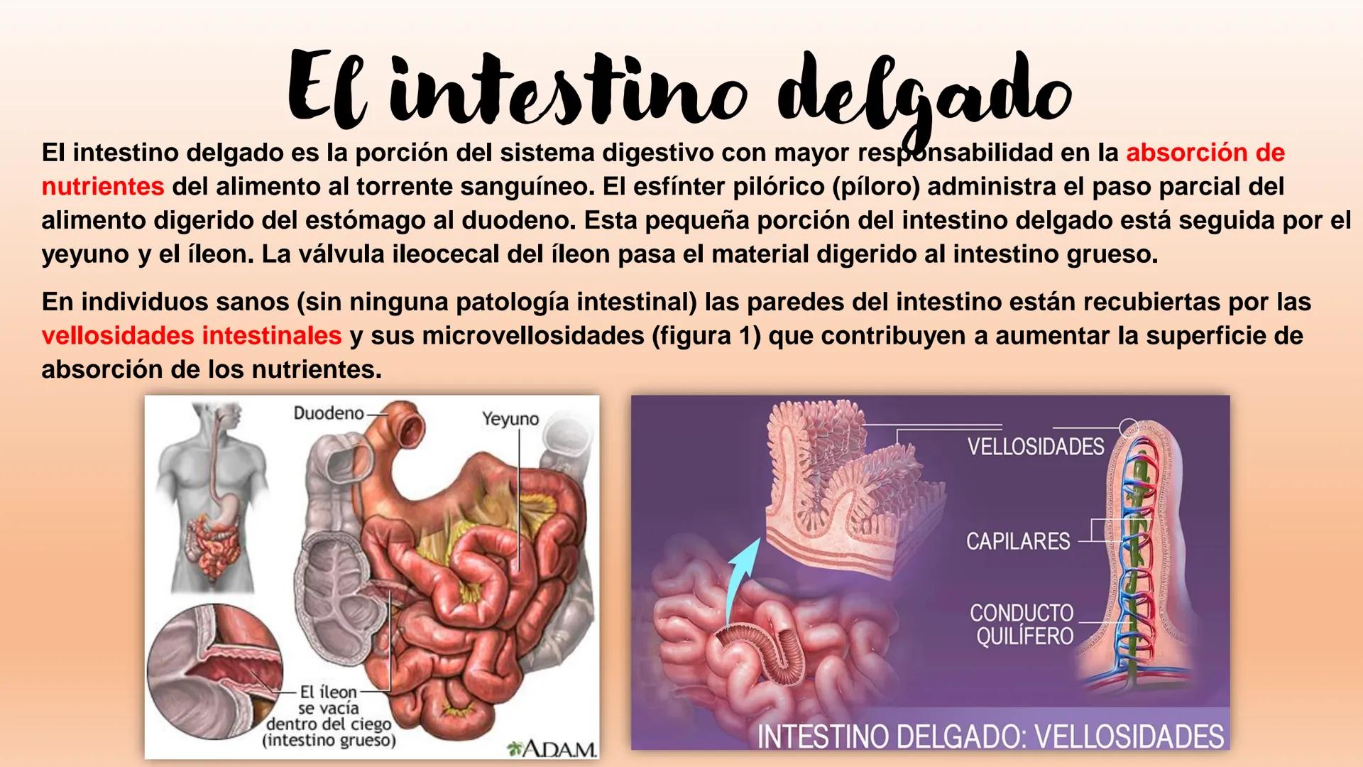 # Sistema Digestivo Los alimentos
Alimento es todo aquel producto que comemos o bebemos y que aporta nutrientes a nuestras células. Ejemplos