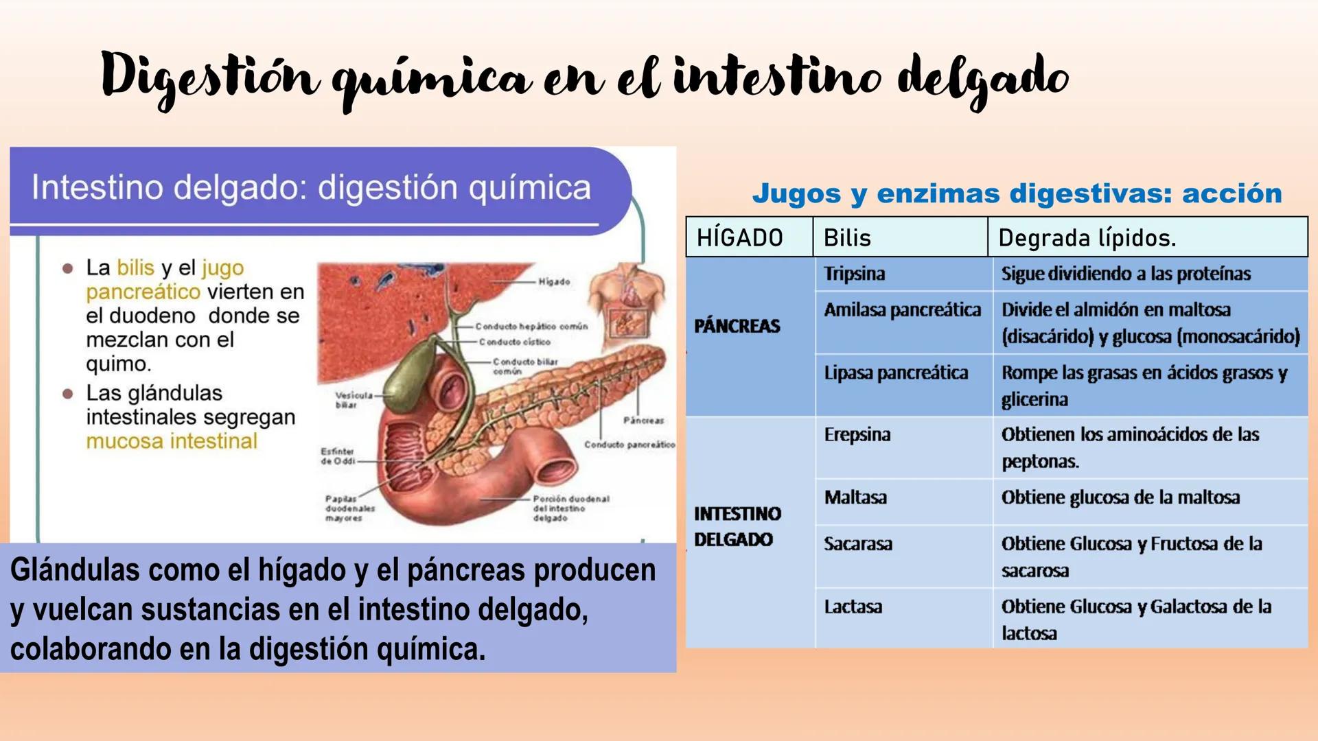 # Sistema Digestivo Los alimentos
Alimento es todo aquel producto que comemos o bebemos y que aporta nutrientes a nuestras células. Ejemplos