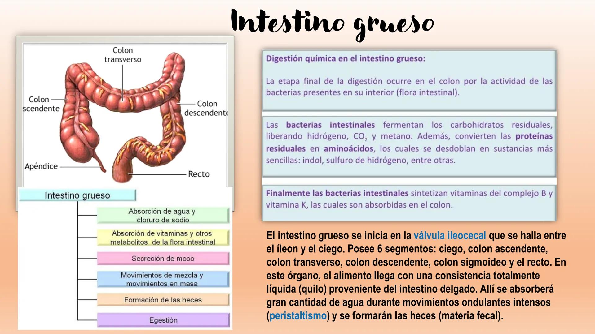 # Sistema Digestivo Los alimentos
Alimento es todo aquel producto que comemos o bebemos y que aporta nutrientes a nuestras células. Ejemplos