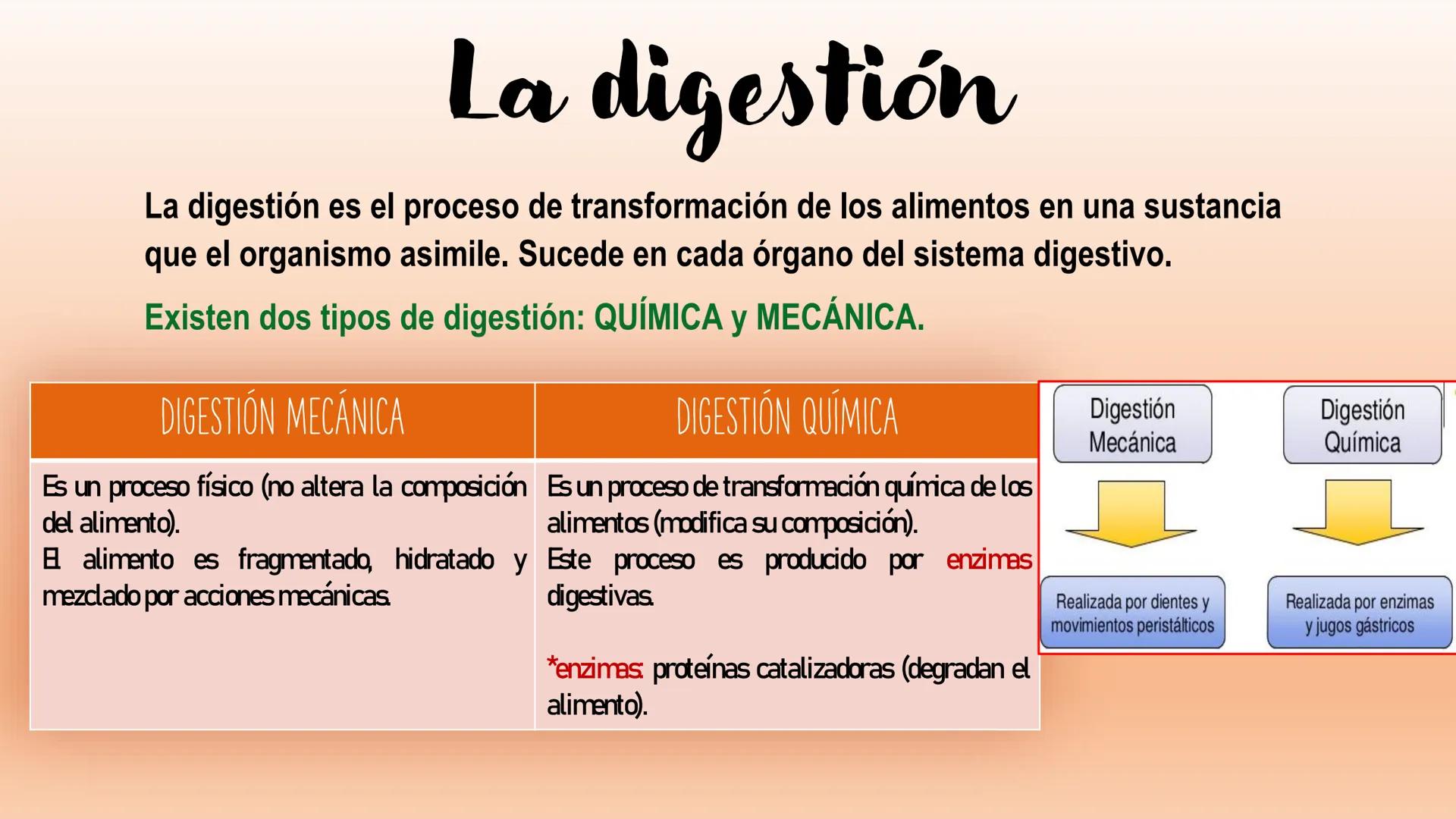 # Sistema Digestivo Los alimentos
Alimento es todo aquel producto que comemos o bebemos y que aporta nutrientes a nuestras células. Ejemplos