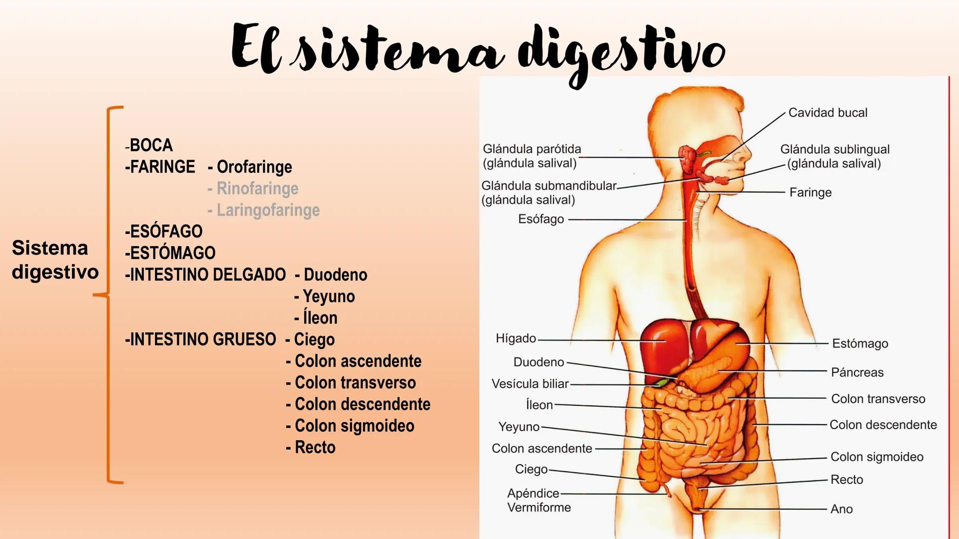 # Sistema Digestivo Los alimentos
Alimento es todo aquel producto que comemos o bebemos y que aporta nutrientes a nuestras células. Ejemplos