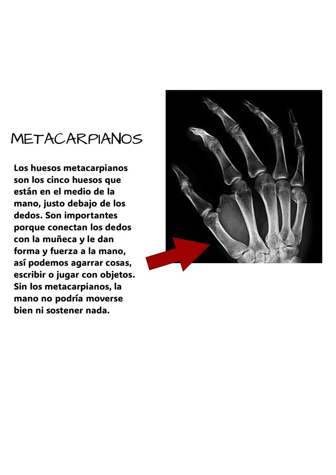 Anatomía de la Mano
Falange Distal
Falange Medial
Falange Proximal
Los dedos de la mano tienen huesos llamados falanges.
-Falanges
Son los h