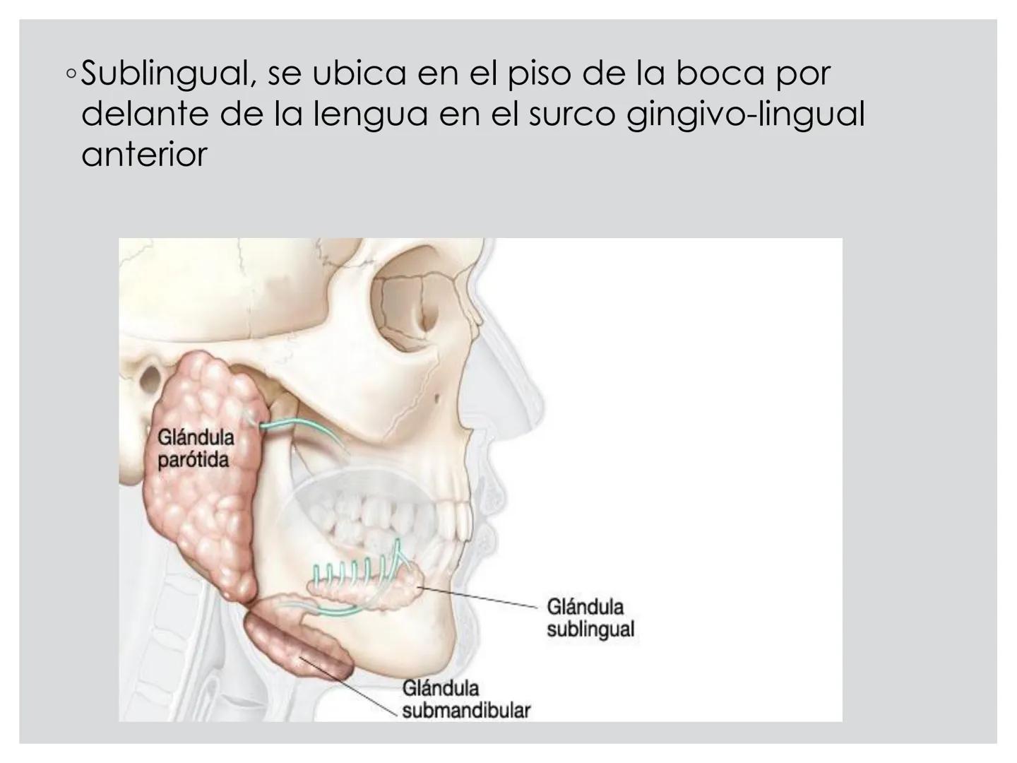 # CIRUGIA DE CABEZA-CUELLO
Y
MAXILOFACIAL • ¿Qué es la cirugía de cabeza y cuello? Como su
nombre lo indica, el servicio médico de Cirugía