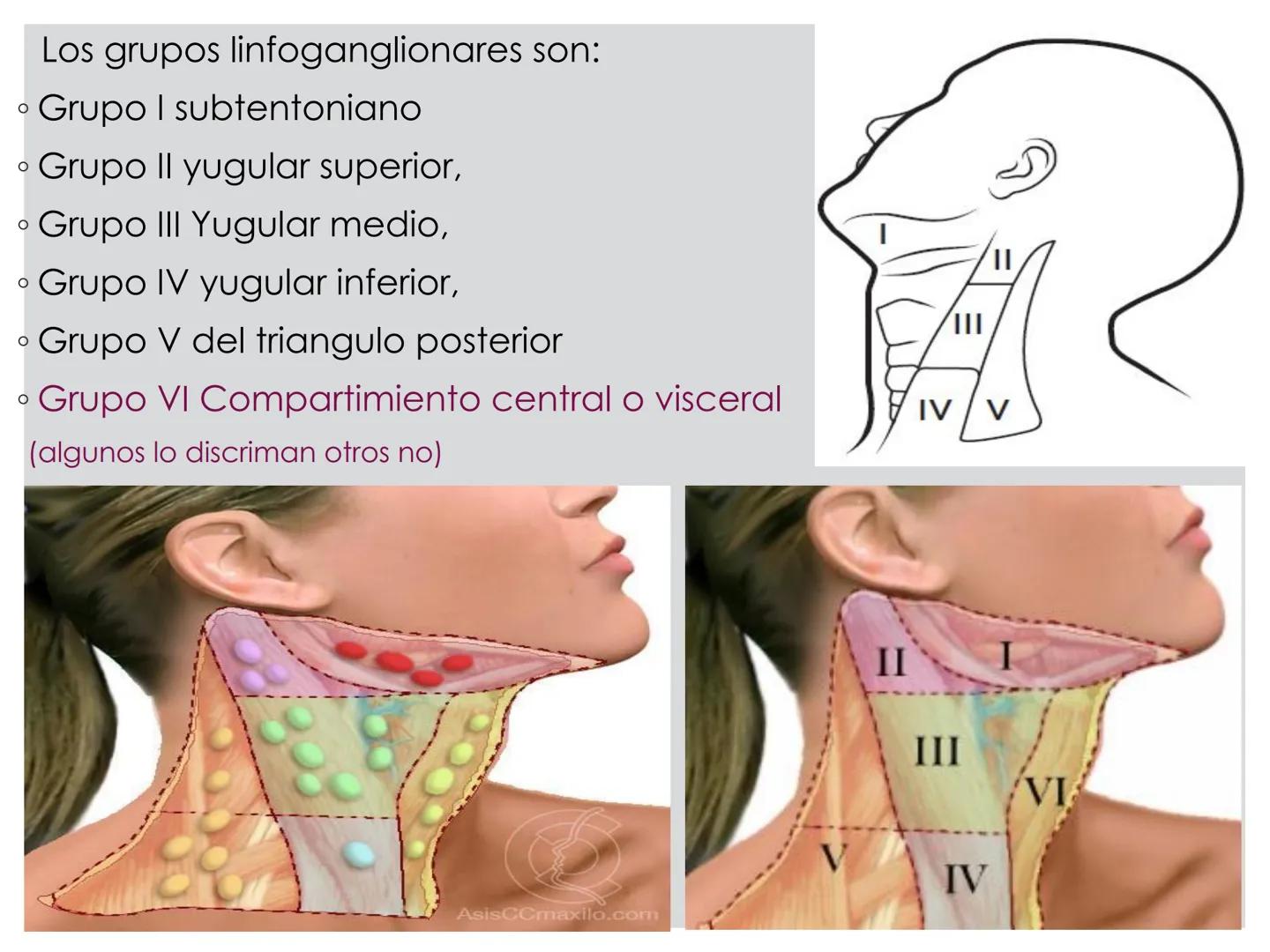 # CIRUGIA DE CABEZA-CUELLO
Y
MAXILOFACIAL • ¿Qué es la cirugía de cabeza y cuello? Como su
nombre lo indica, el servicio médico de Cirugía