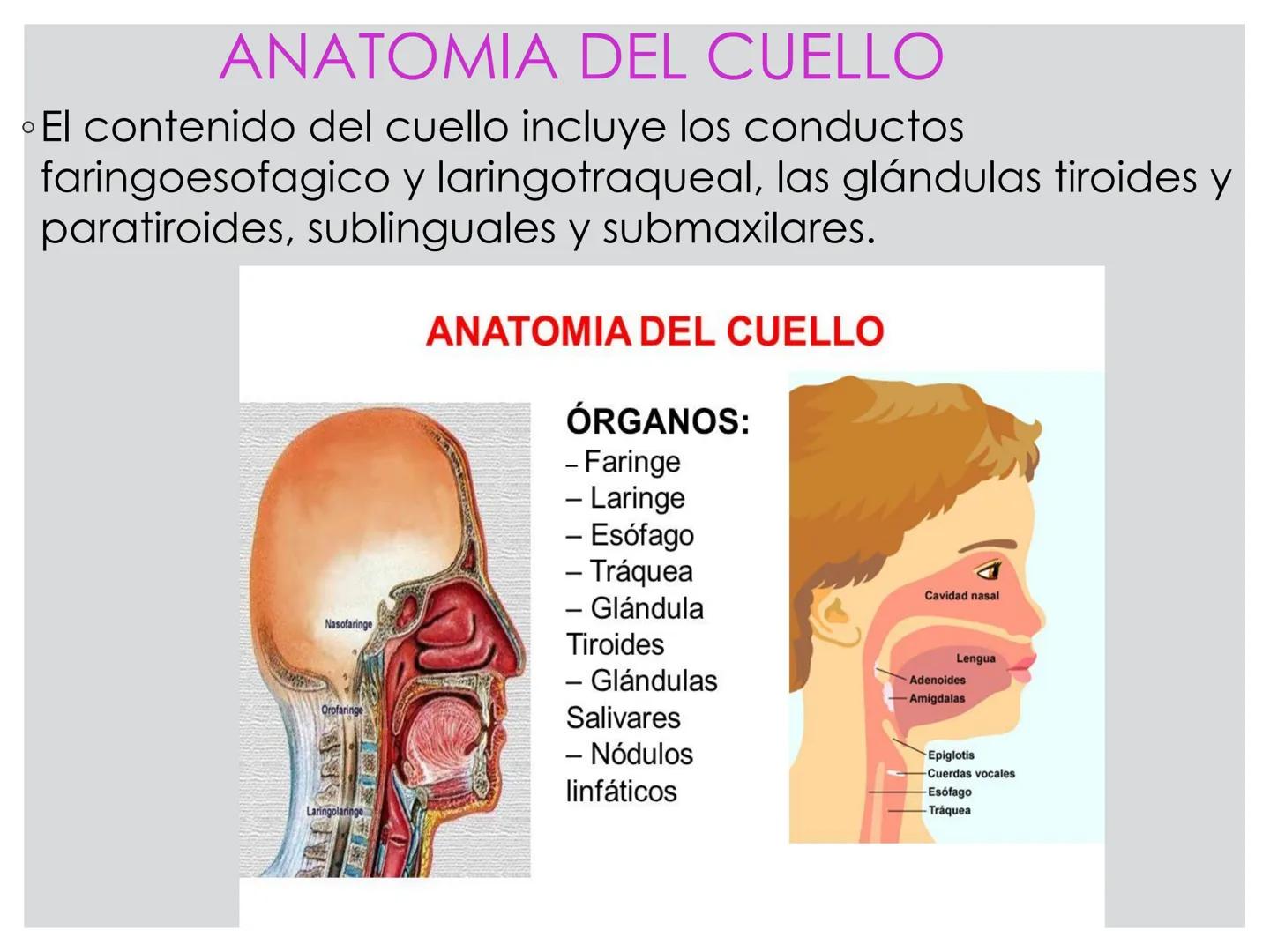 # CIRUGIA DE CABEZA-CUELLO
Y
MAXILOFACIAL • ¿Qué es la cirugía de cabeza y cuello? Como su
nombre lo indica, el servicio médico de Cirugía