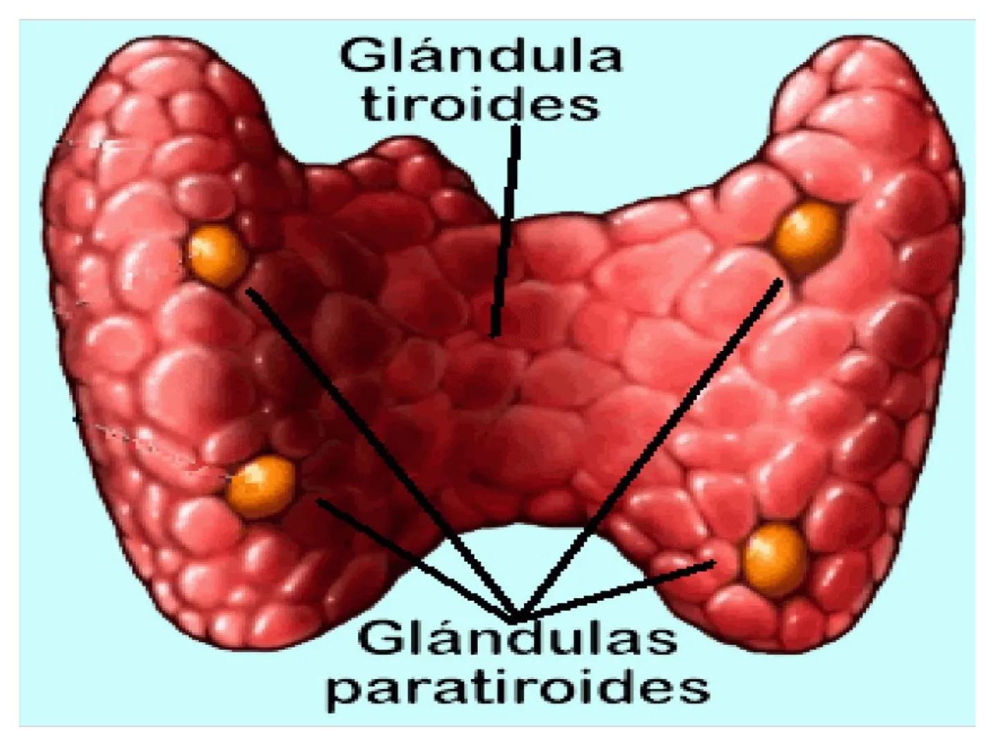 # CIRUGIA DE CABEZA-CUELLO
Y
MAXILOFACIAL • ¿Qué es la cirugía de cabeza y cuello? Como su
nombre lo indica, el servicio médico de Cirugía