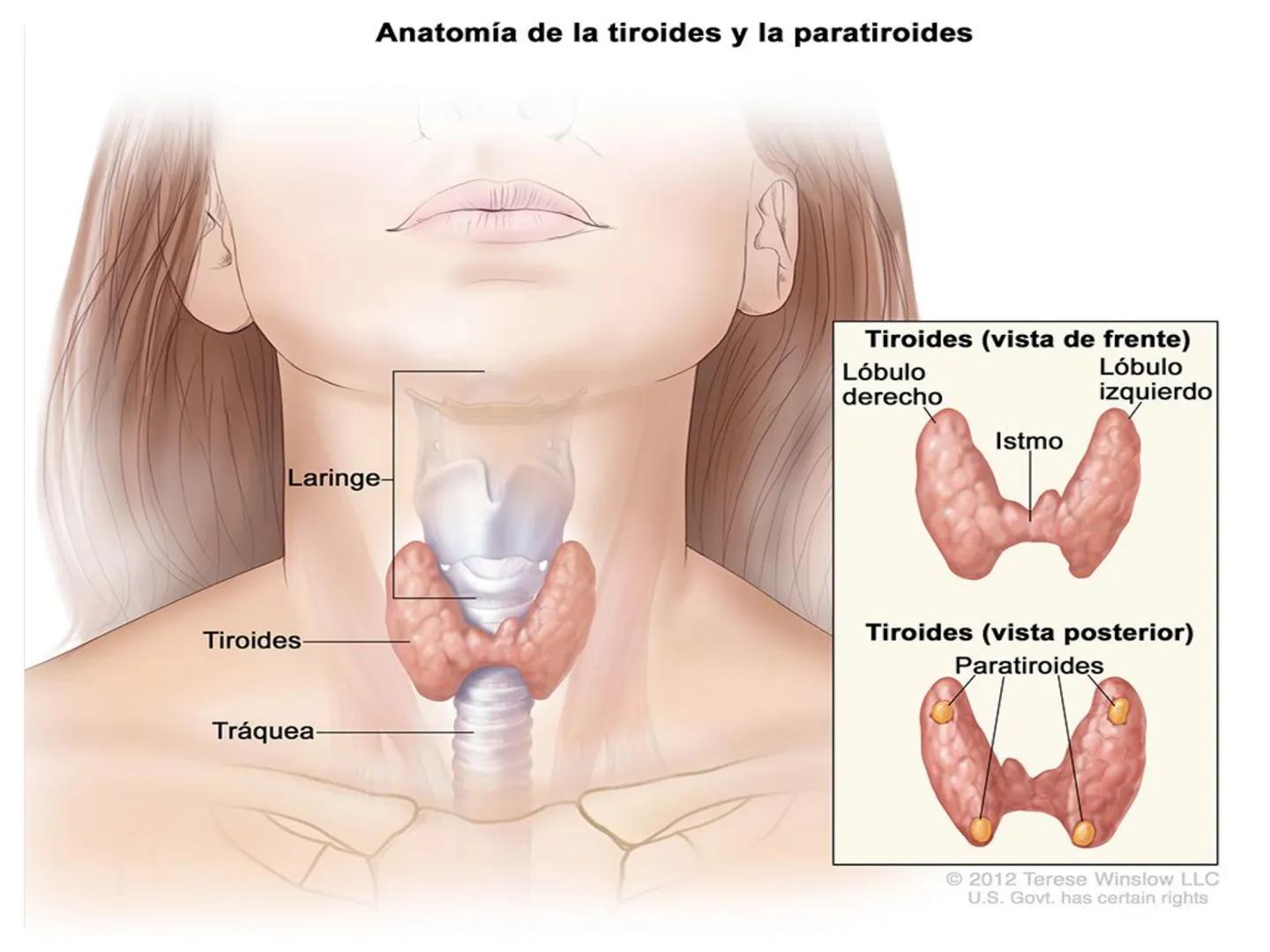 # CIRUGIA DE CABEZA-CUELLO
Y
MAXILOFACIAL • ¿Qué es la cirugía de cabeza y cuello? Como su
nombre lo indica, el servicio médico de Cirugía
