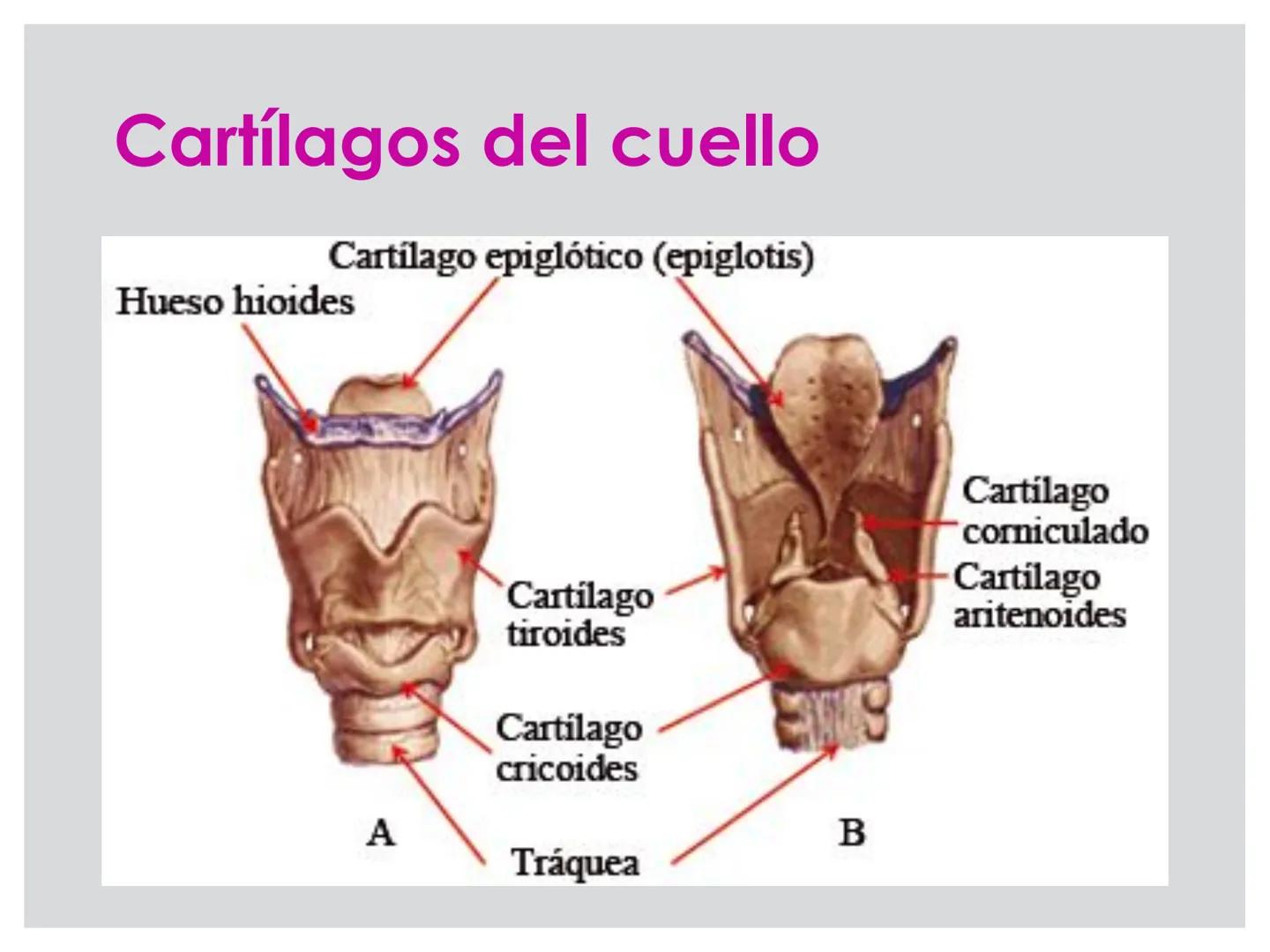 # CIRUGIA DE CABEZA-CUELLO
Y
MAXILOFACIAL • ¿Qué es la cirugía de cabeza y cuello? Como su
nombre lo indica, el servicio médico de Cirugía