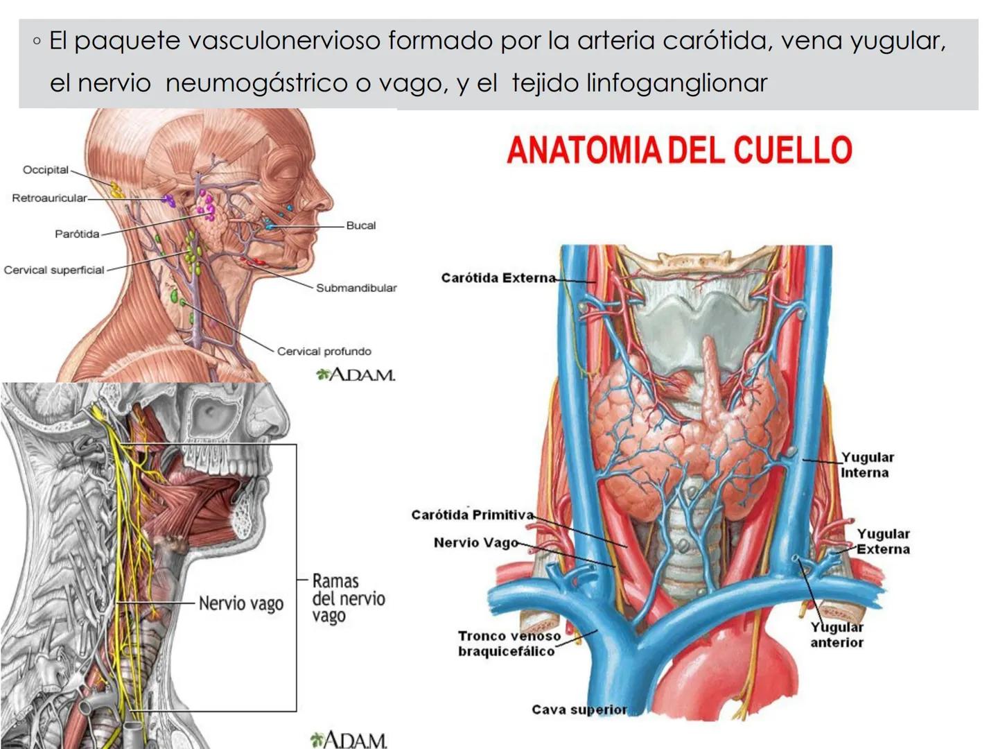 # CIRUGIA DE CABEZA-CUELLO
Y
MAXILOFACIAL • ¿Qué es la cirugía de cabeza y cuello? Como su
nombre lo indica, el servicio médico de Cirugía