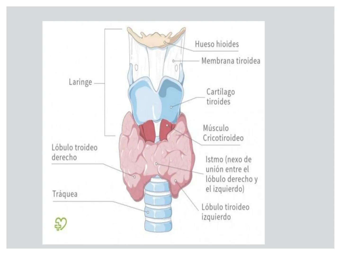 # CIRUGIA DE CABEZA-CUELLO
Y
MAXILOFACIAL • ¿Qué es la cirugía de cabeza y cuello? Como su
nombre lo indica, el servicio médico de Cirugía