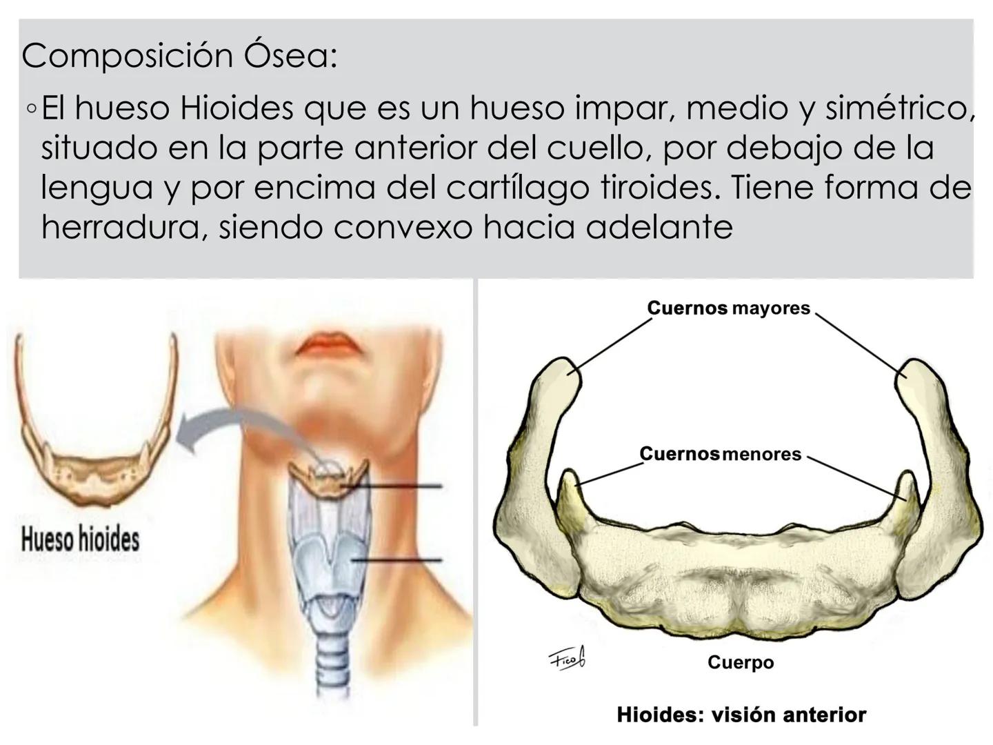 # CIRUGIA DE CABEZA-CUELLO
Y
MAXILOFACIAL • ¿Qué es la cirugía de cabeza y cuello? Como su
nombre lo indica, el servicio médico de Cirugía