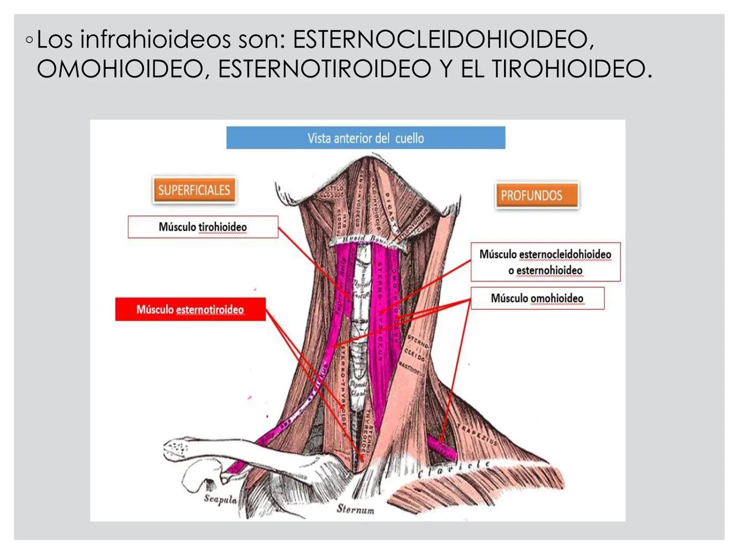 # CIRUGIA DE CABEZA-CUELLO
Y
MAXILOFACIAL • ¿Qué es la cirugía de cabeza y cuello? Como su
nombre lo indica, el servicio médico de Cirugía