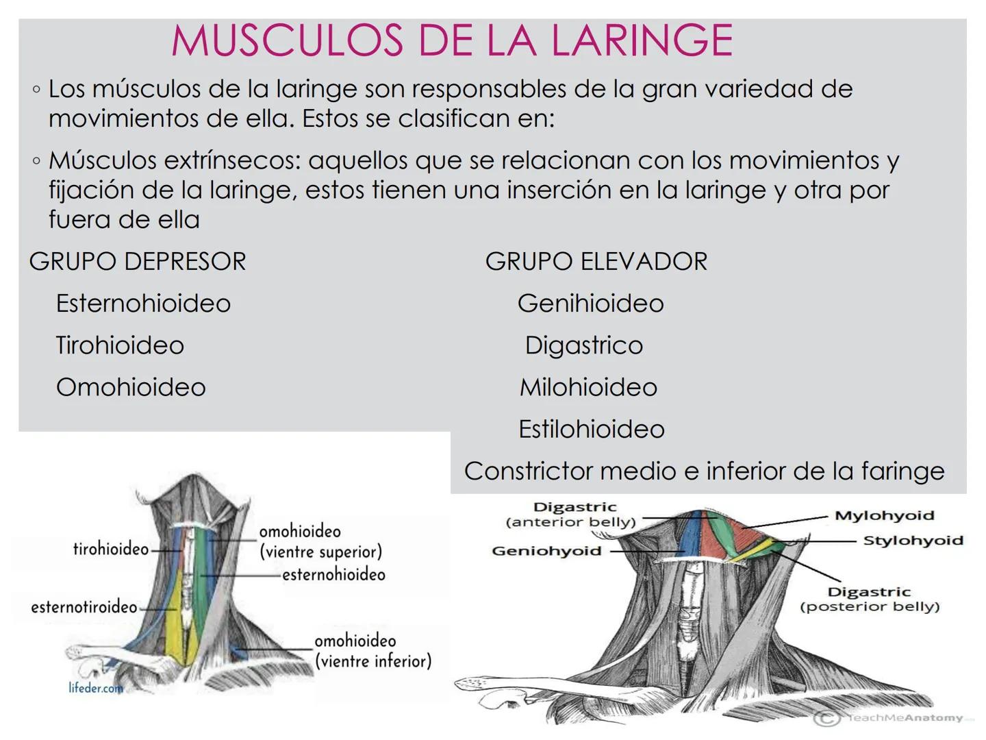 # CIRUGIA DE CABEZA-CUELLO
Y
MAXILOFACIAL • ¿Qué es la cirugía de cabeza y cuello? Como su
nombre lo indica, el servicio médico de Cirugía