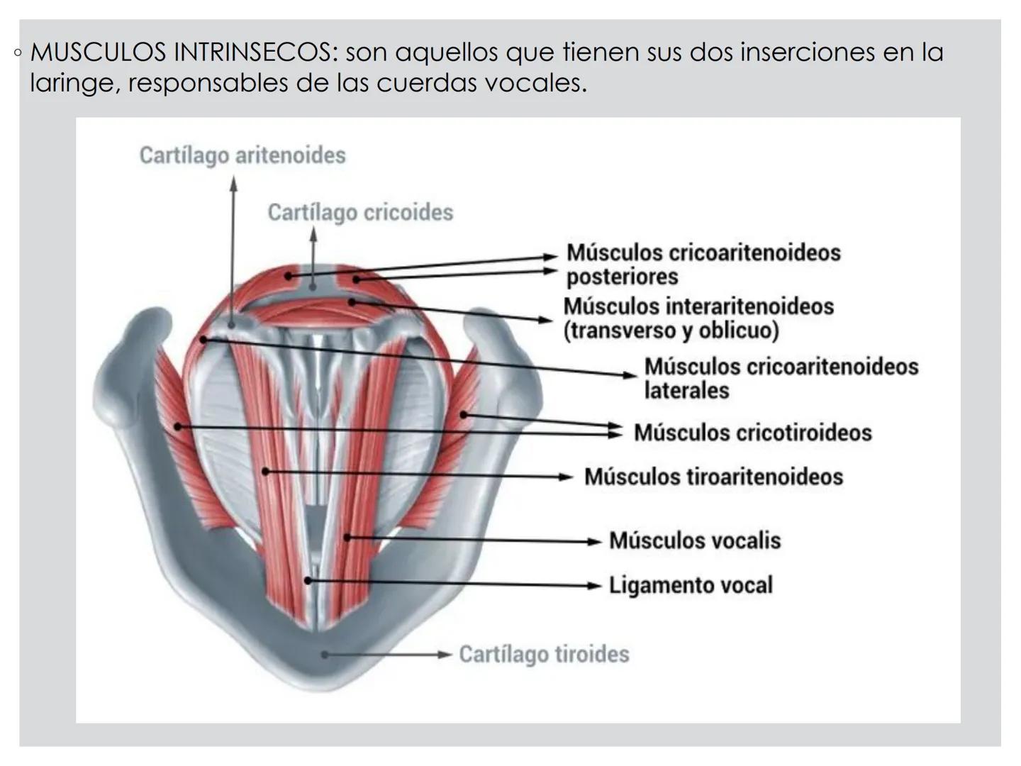 # CIRUGIA DE CABEZA-CUELLO
Y
MAXILOFACIAL • ¿Qué es la cirugía de cabeza y cuello? Como su
nombre lo indica, el servicio médico de Cirugía