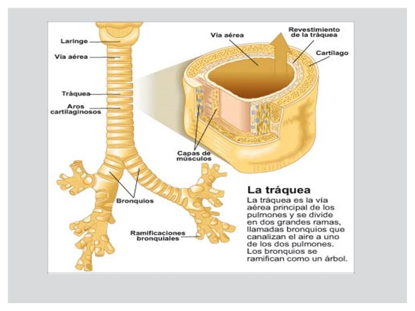# CIRUGIA DE CABEZA-CUELLO
Y
MAXILOFACIAL • ¿Qué es la cirugía de cabeza y cuello? Como su
nombre lo indica, el servicio médico de Cirugía