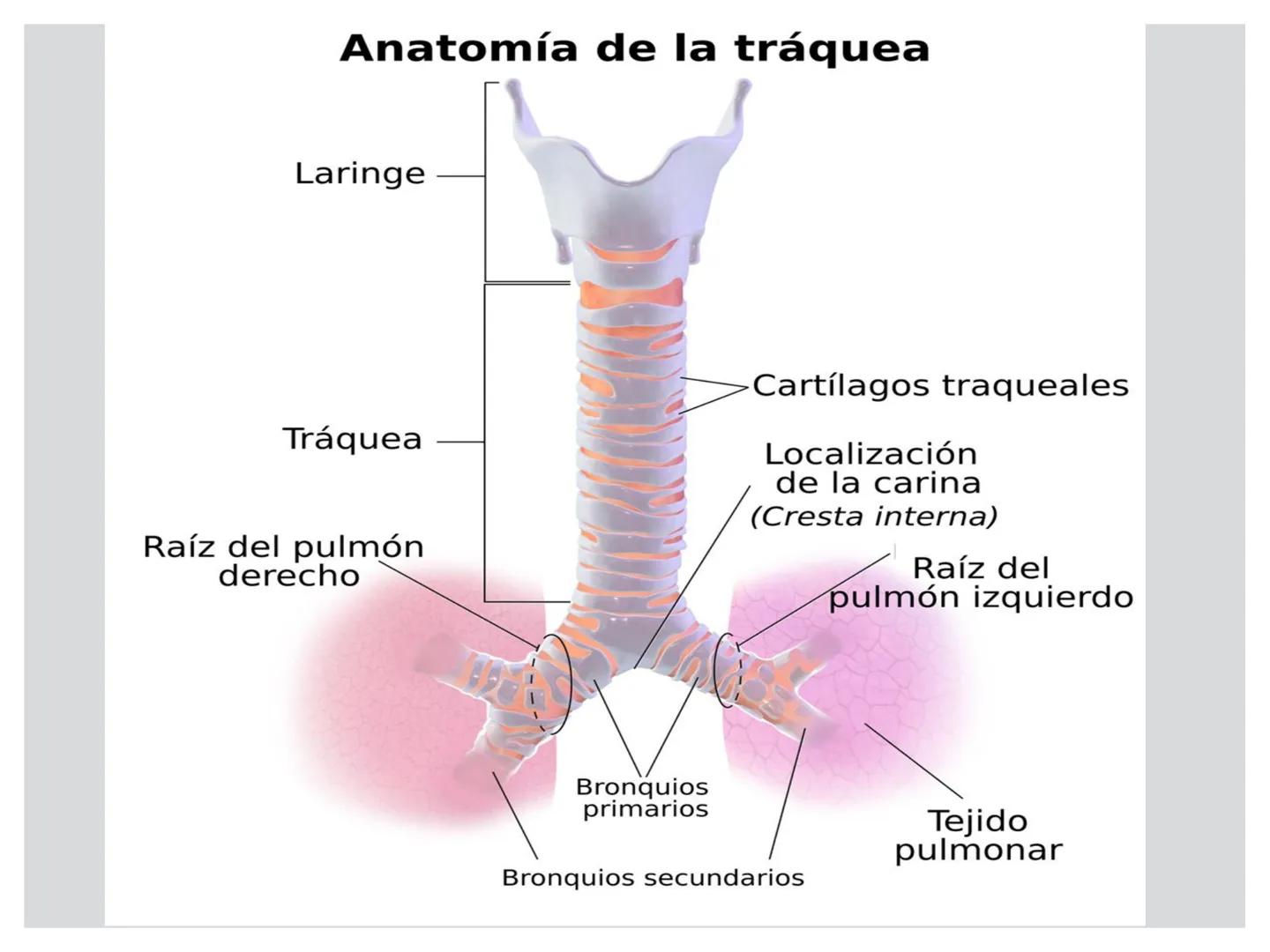 # CIRUGIA DE CABEZA-CUELLO
Y
MAXILOFACIAL • ¿Qué es la cirugía de cabeza y cuello? Como su
nombre lo indica, el servicio médico de Cirugía